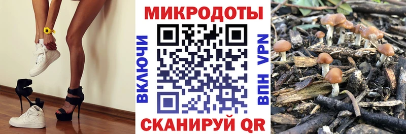 Купить где Дудинка Псилоцибиновые грибы GOLDEN TEACHER